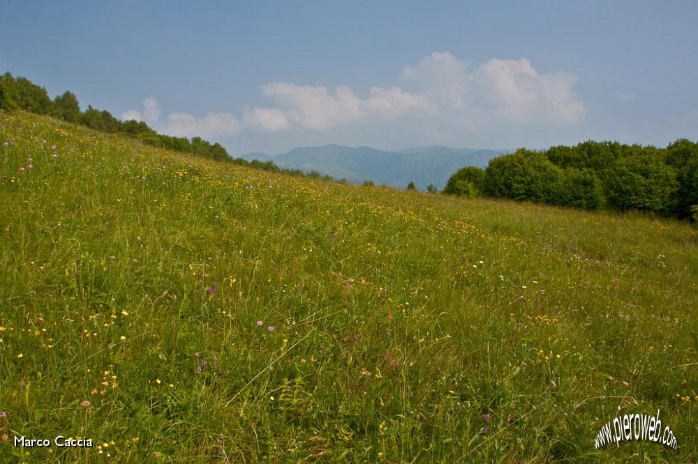 01_Prati in fiore.jpg